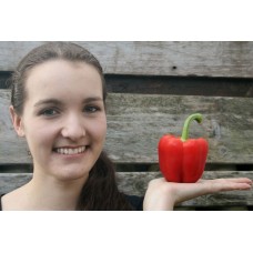 RED CAPSICUM X-LARGE Size Each Whakatane Grown